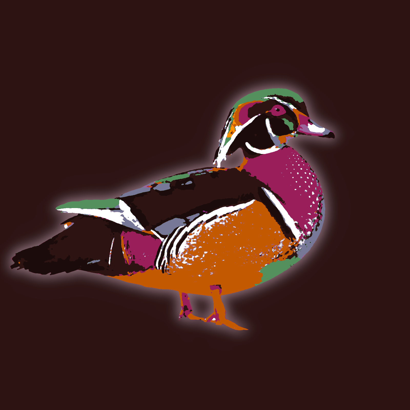 Wood Duck